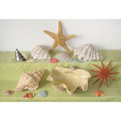 Artificial Shell and Whelk