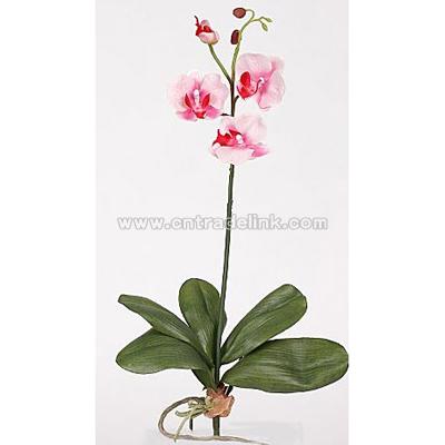 Mini Phalaenopsis Silk Orchid Flower with Leaves (Six Stems) - Pink