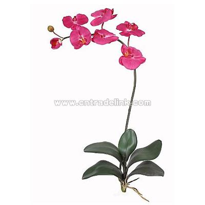 Phalaenopsis Silk Orchid Flower with Leaves (Six Stems) - Beauty