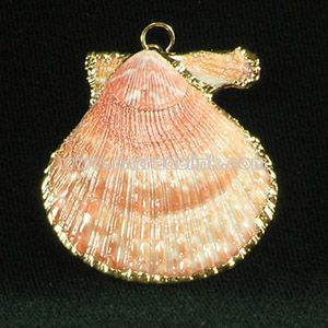 Real Shell Pendant with Gold Binding