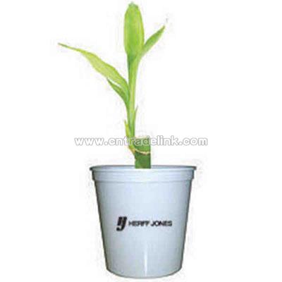 Single shoot Lucky bamboo plant in a plastic cup and lid