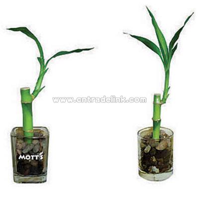 Single shoot Lucky bamboo plant in glass container